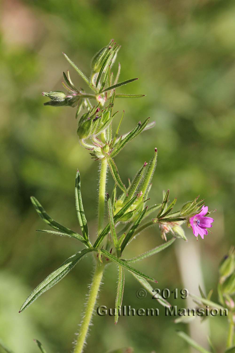 Geranium dissectum