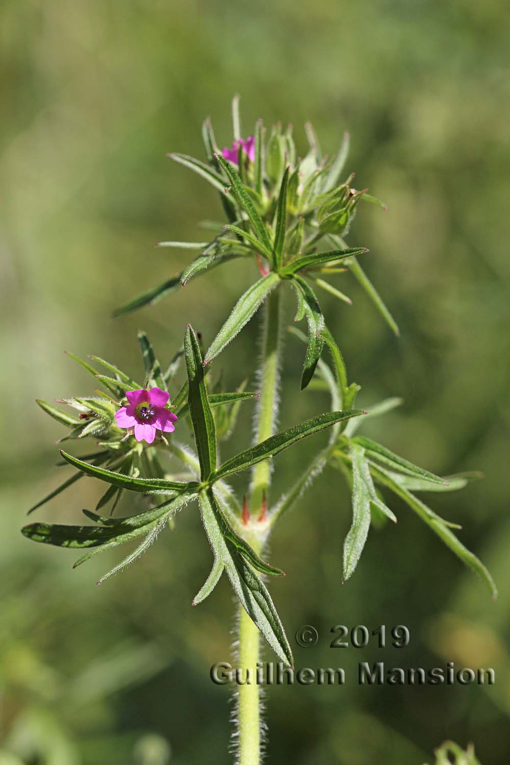 Geranium dissectum