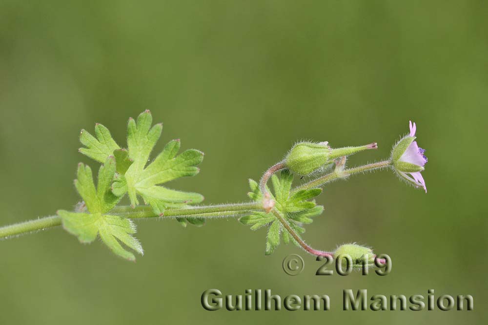 Geranium molle