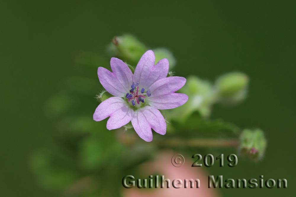 Geranium molle