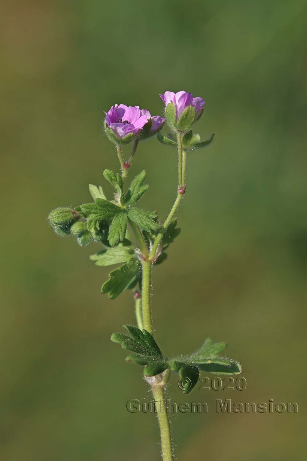 Geranium molle