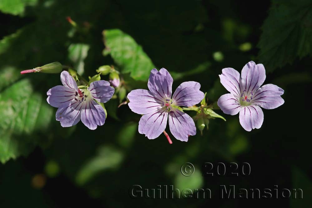 Geranium nodosum