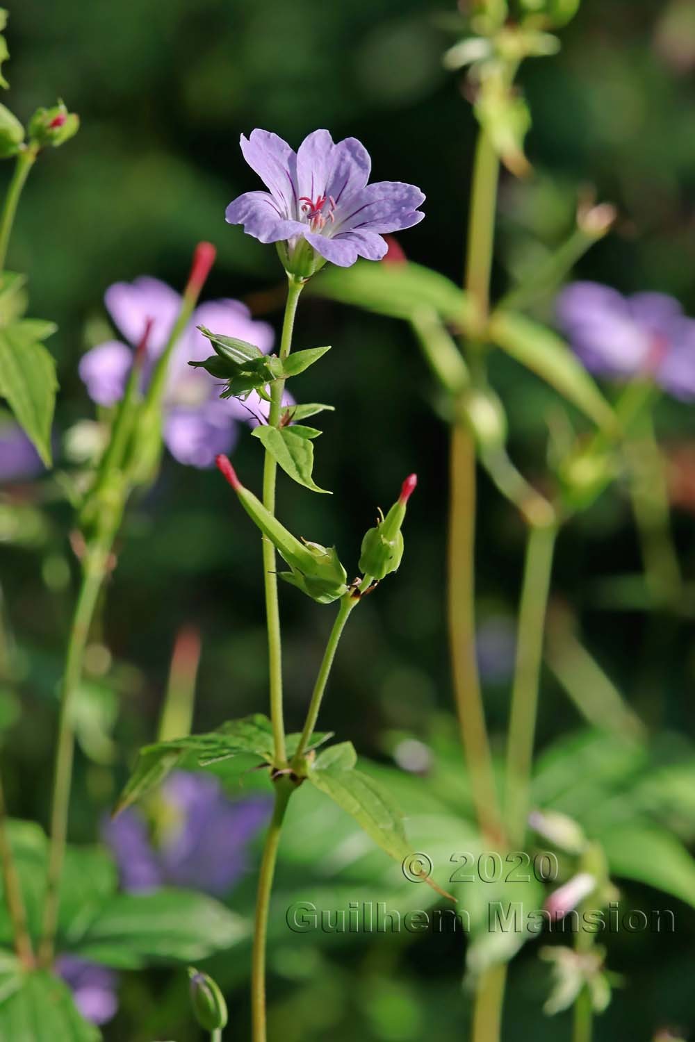 Geranium nodosum