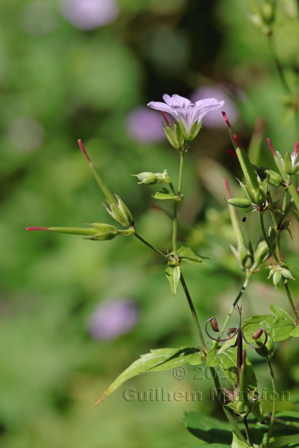 Geranium nodosum