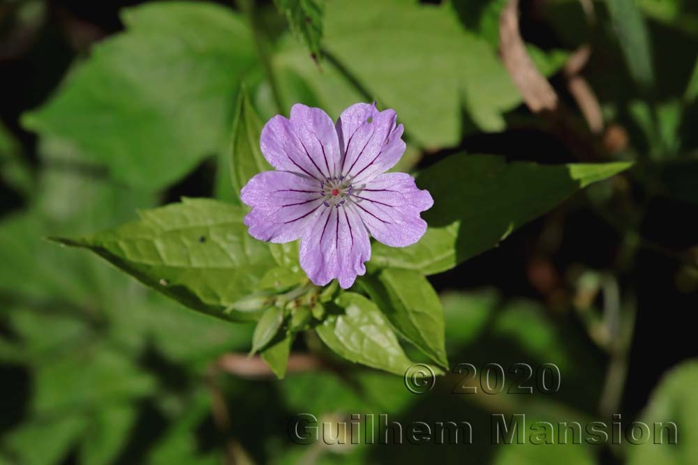 Geranium nodosum