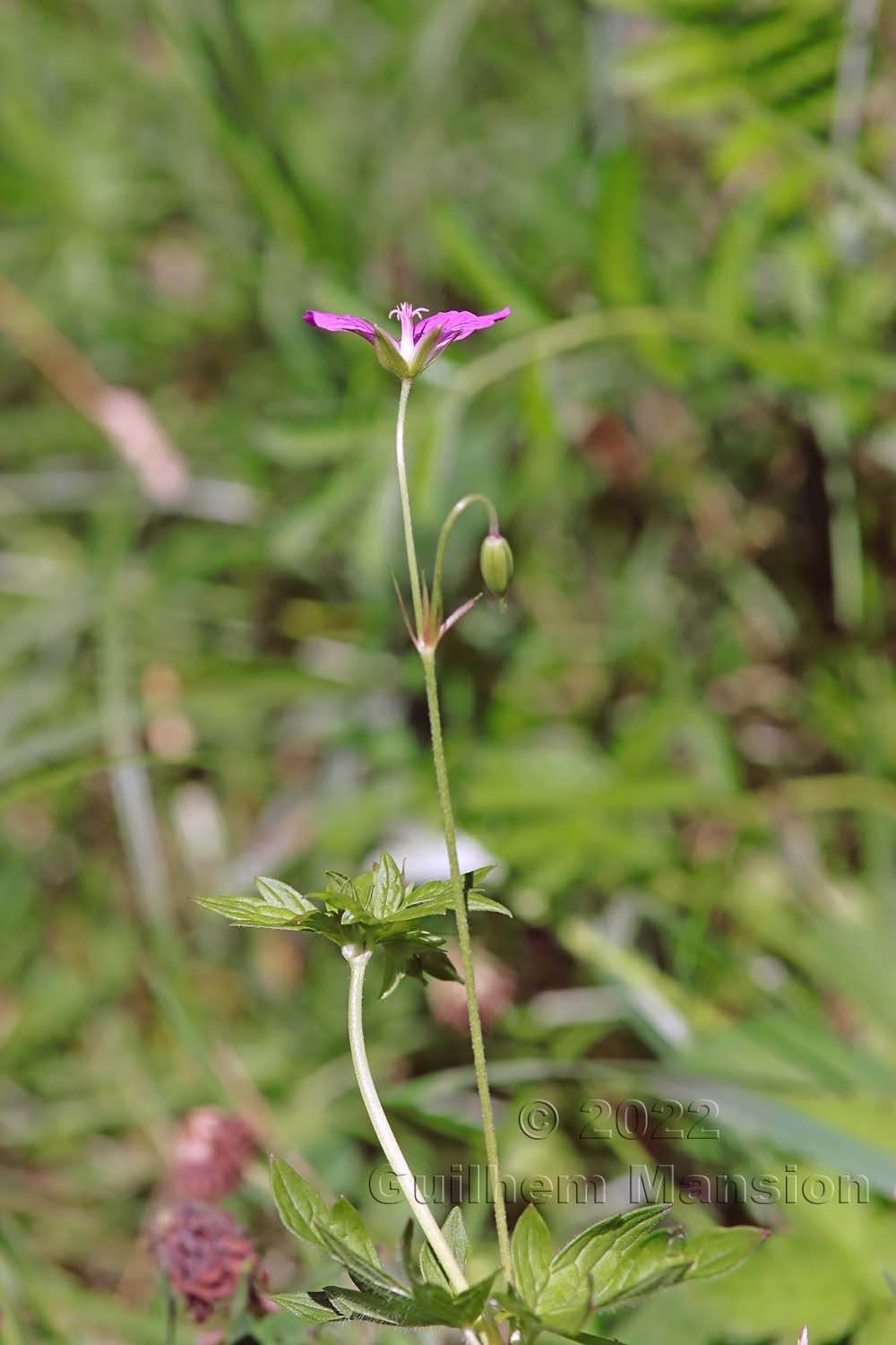 Geranium palustre