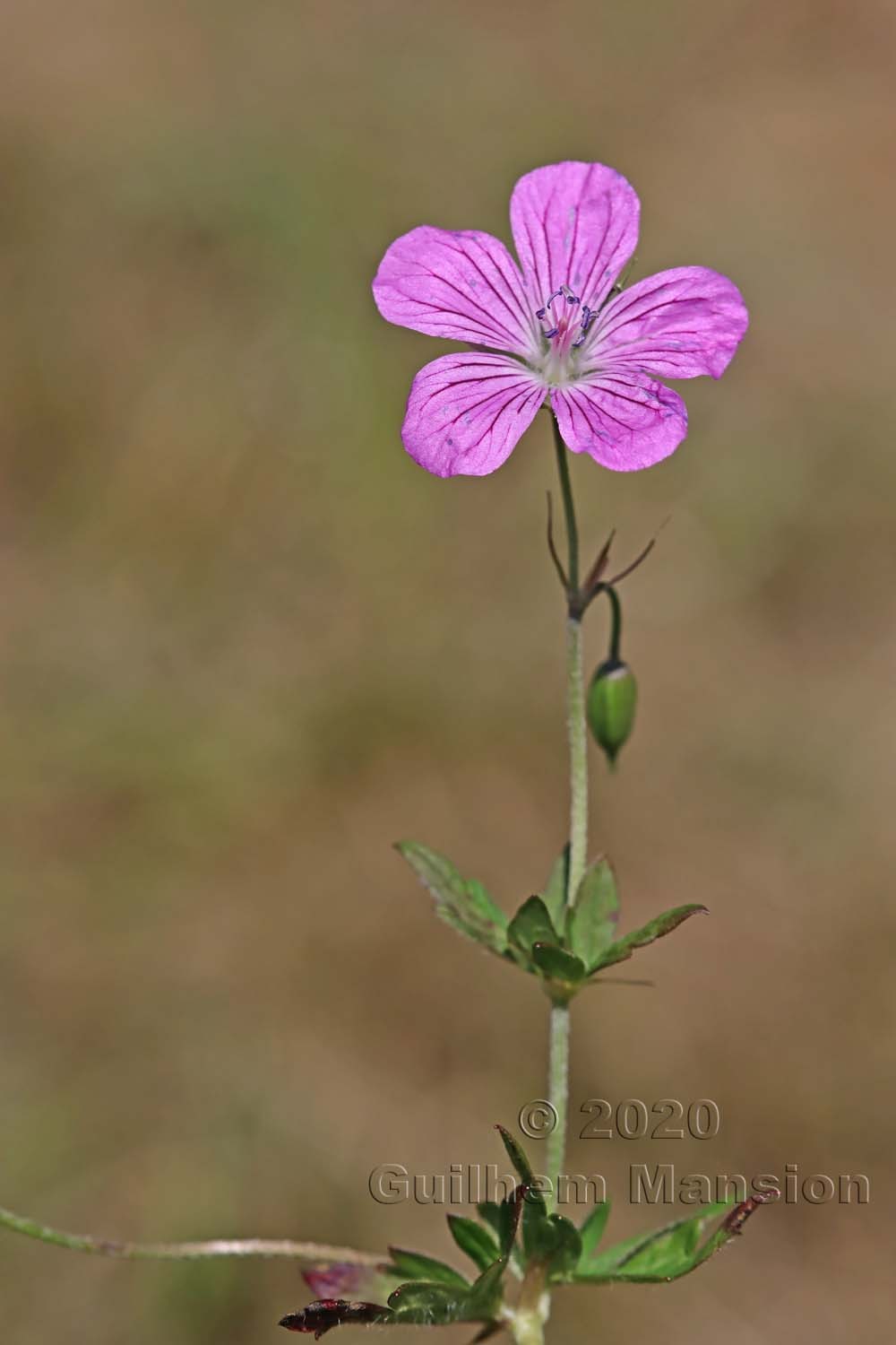 Geranium palustre