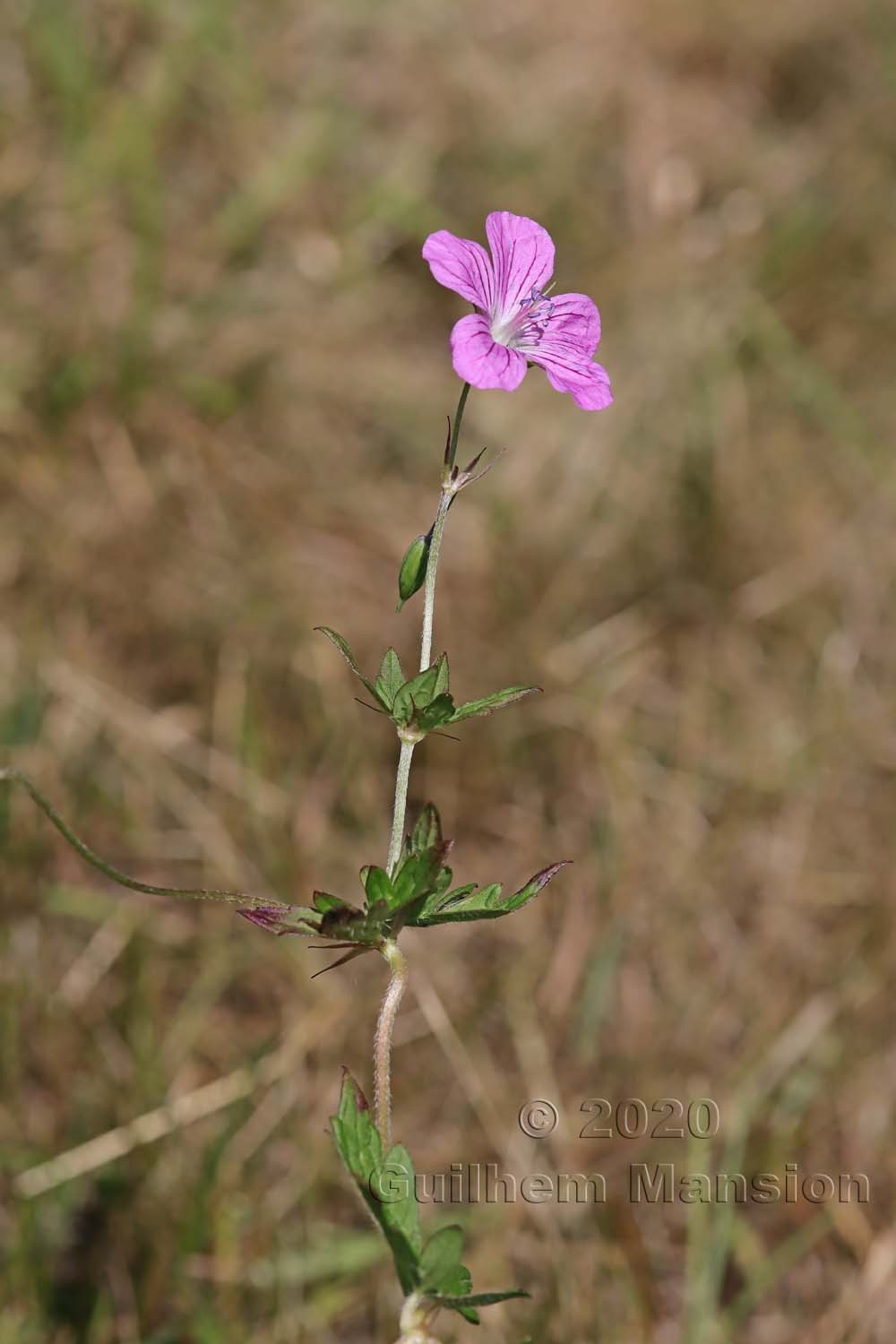 Geranium palustre