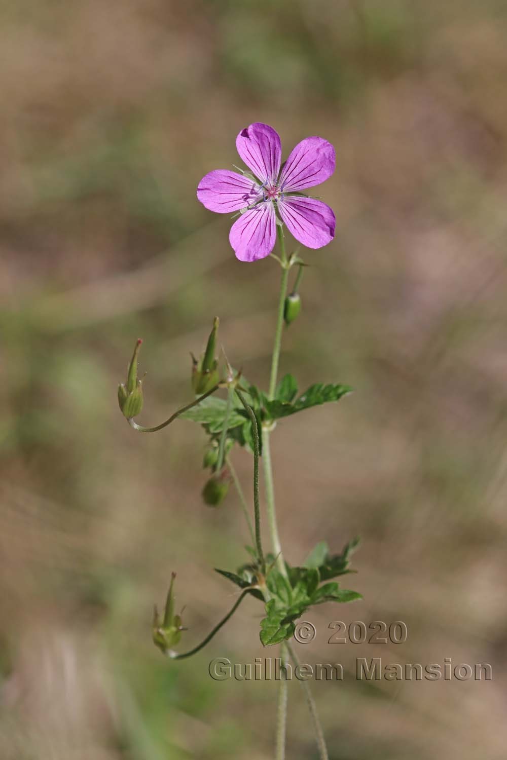 Geranium palustre