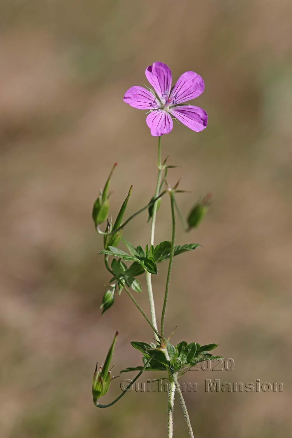 Geranium palustre