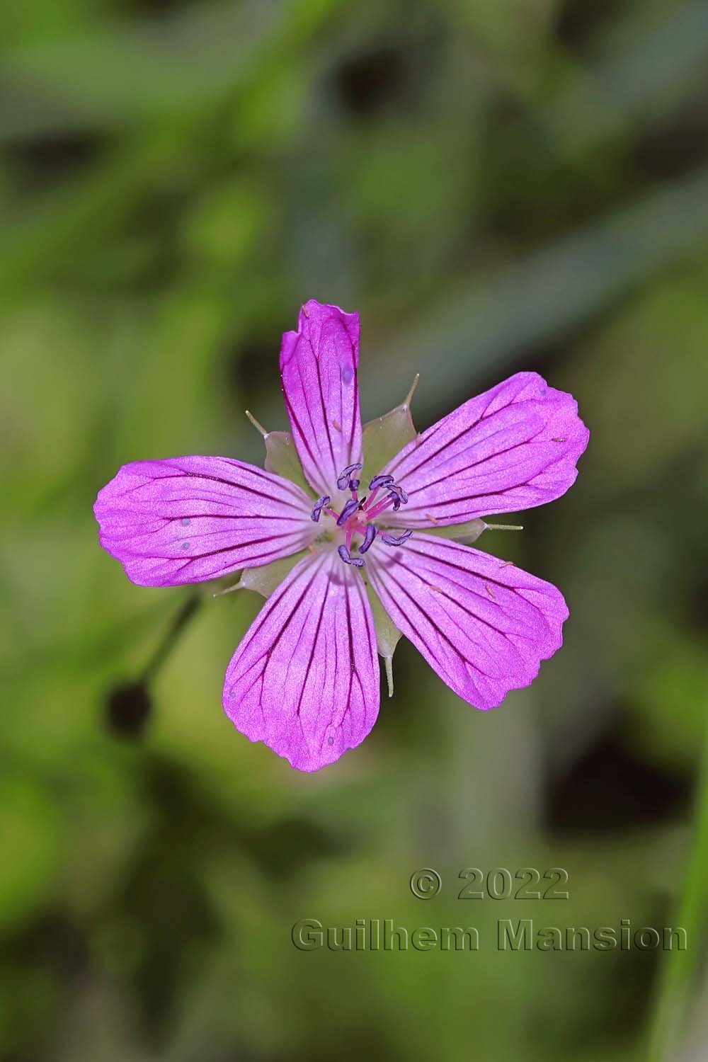 Geranium palustre