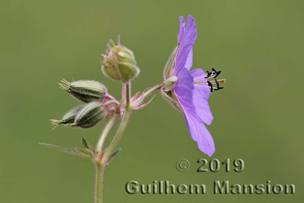 Geranium pratense