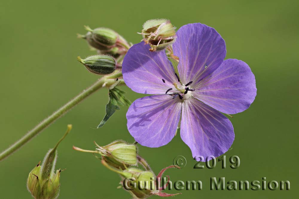 Geranium pratense