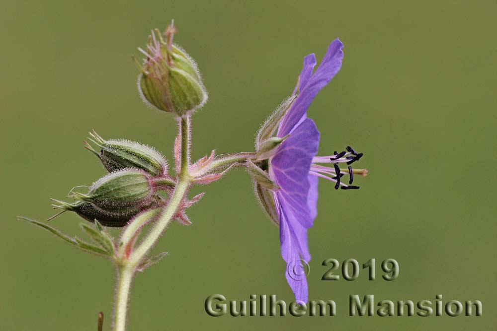 Geranium pratense