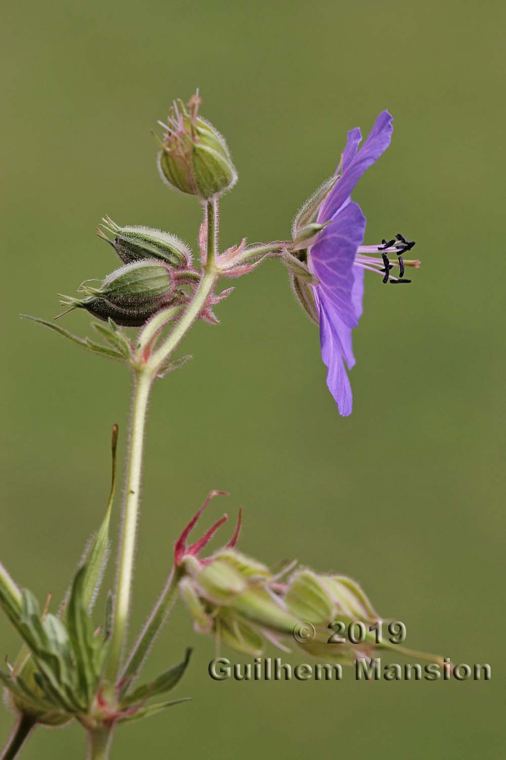 Geranium pratense