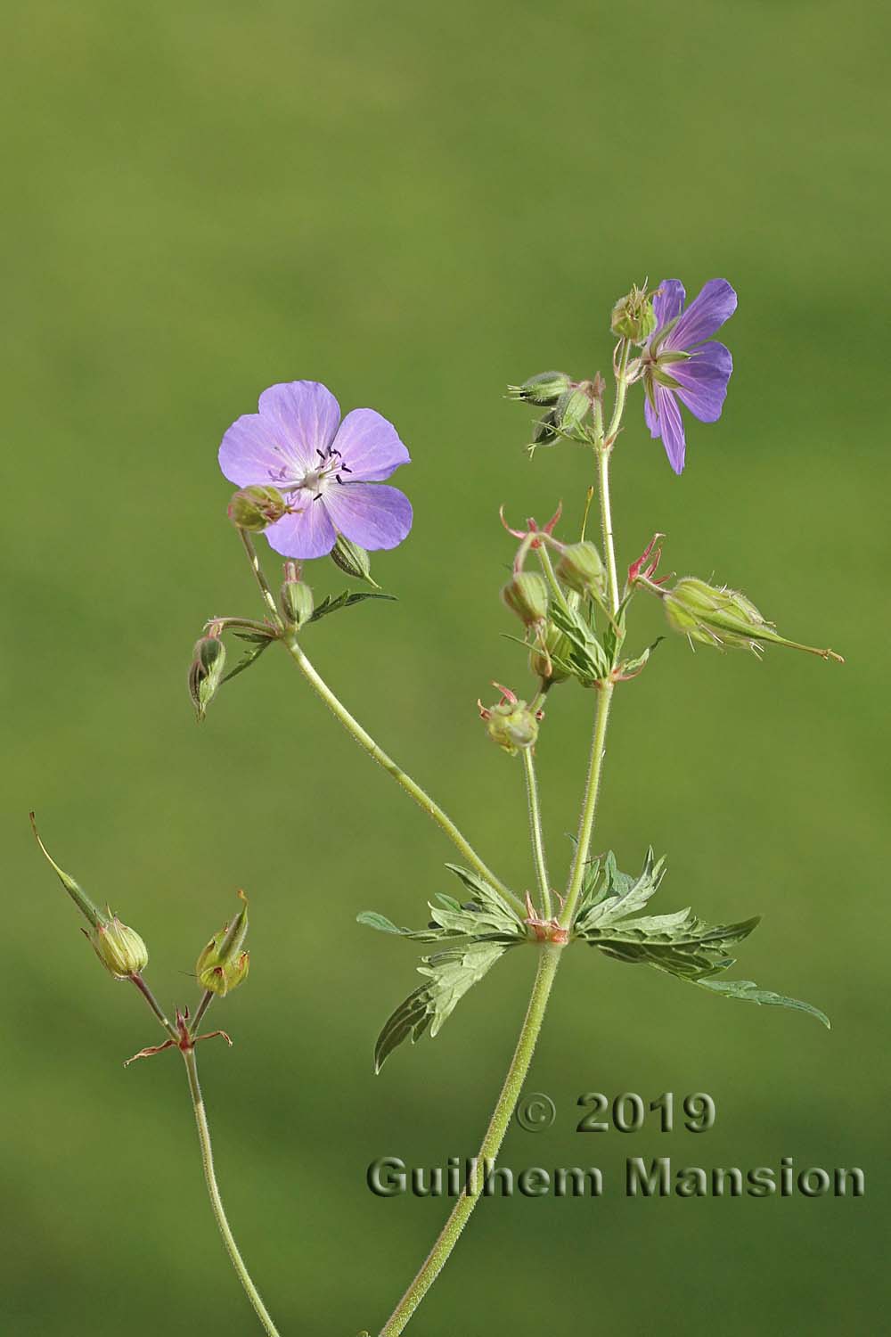 Geranium pratense