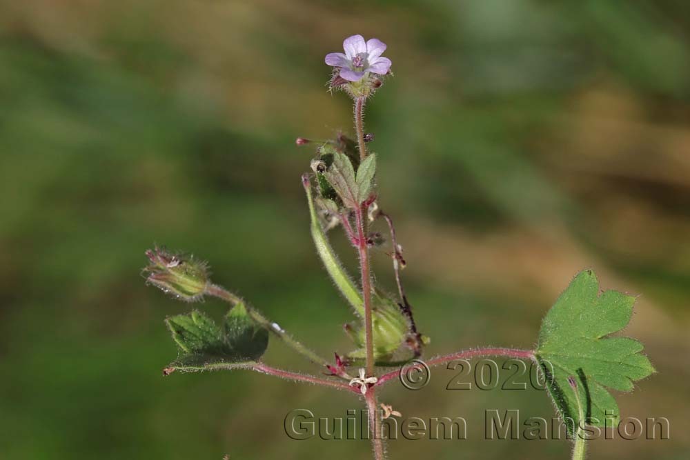 Geranium rotundifolium