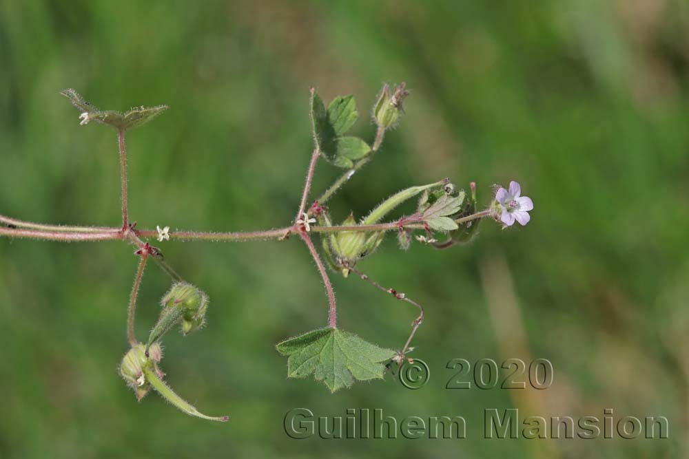 Geranium rotundifolium