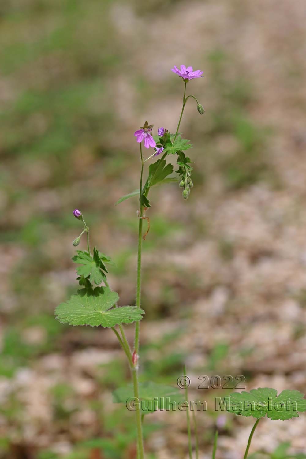 Geranium pyrenaicum