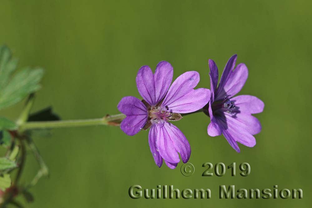 Geranium pyrenaicum