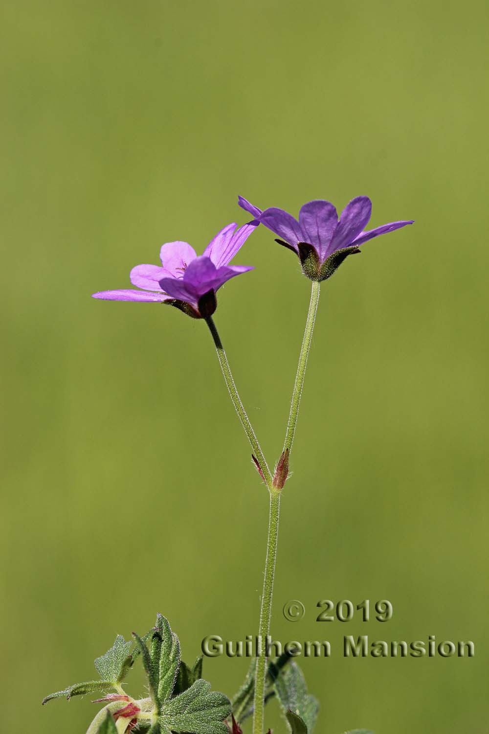 Geranium pyrenaicum