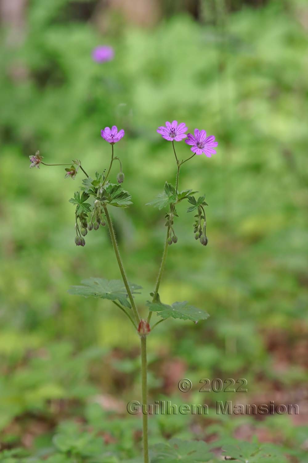 Geranium pyrenaicum