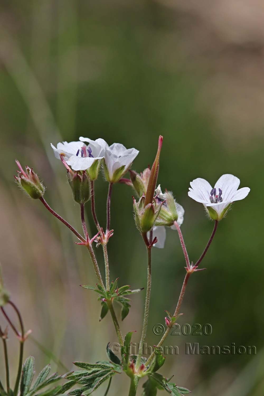 Geranium rivulare