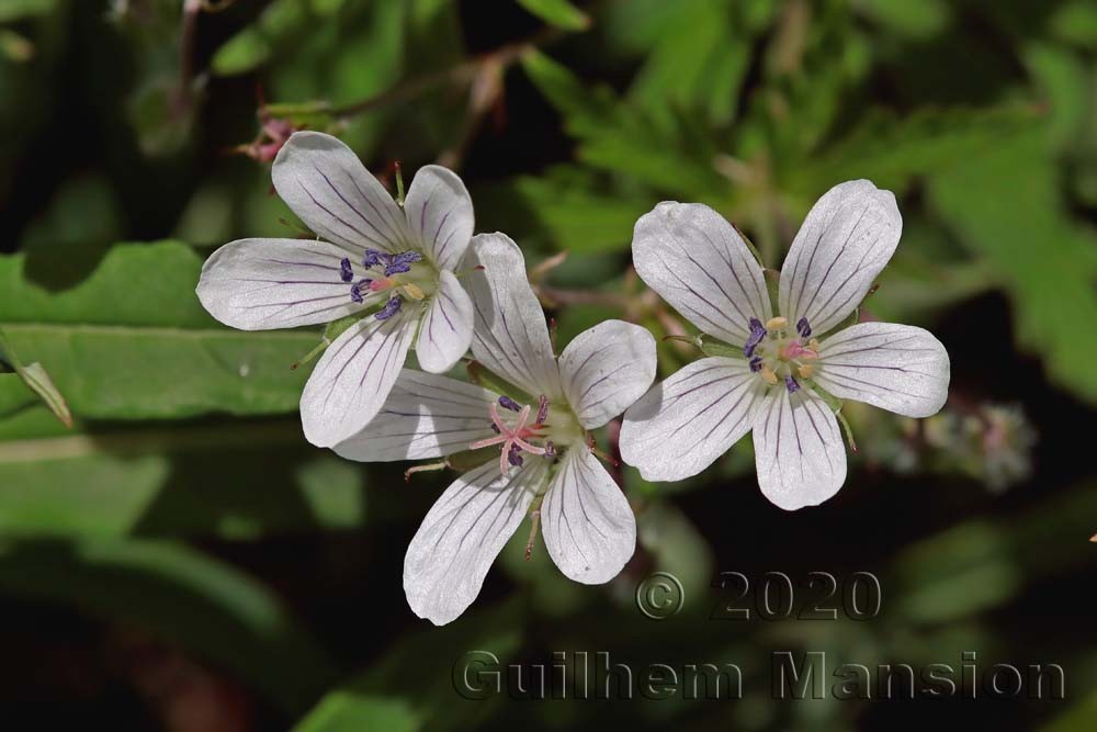 Geranium rivulare