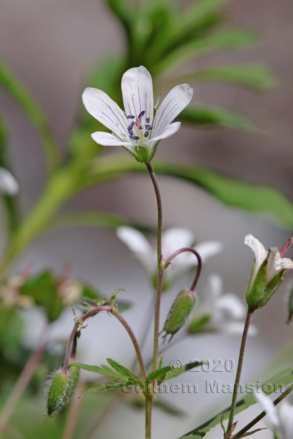 Geranium rivulare