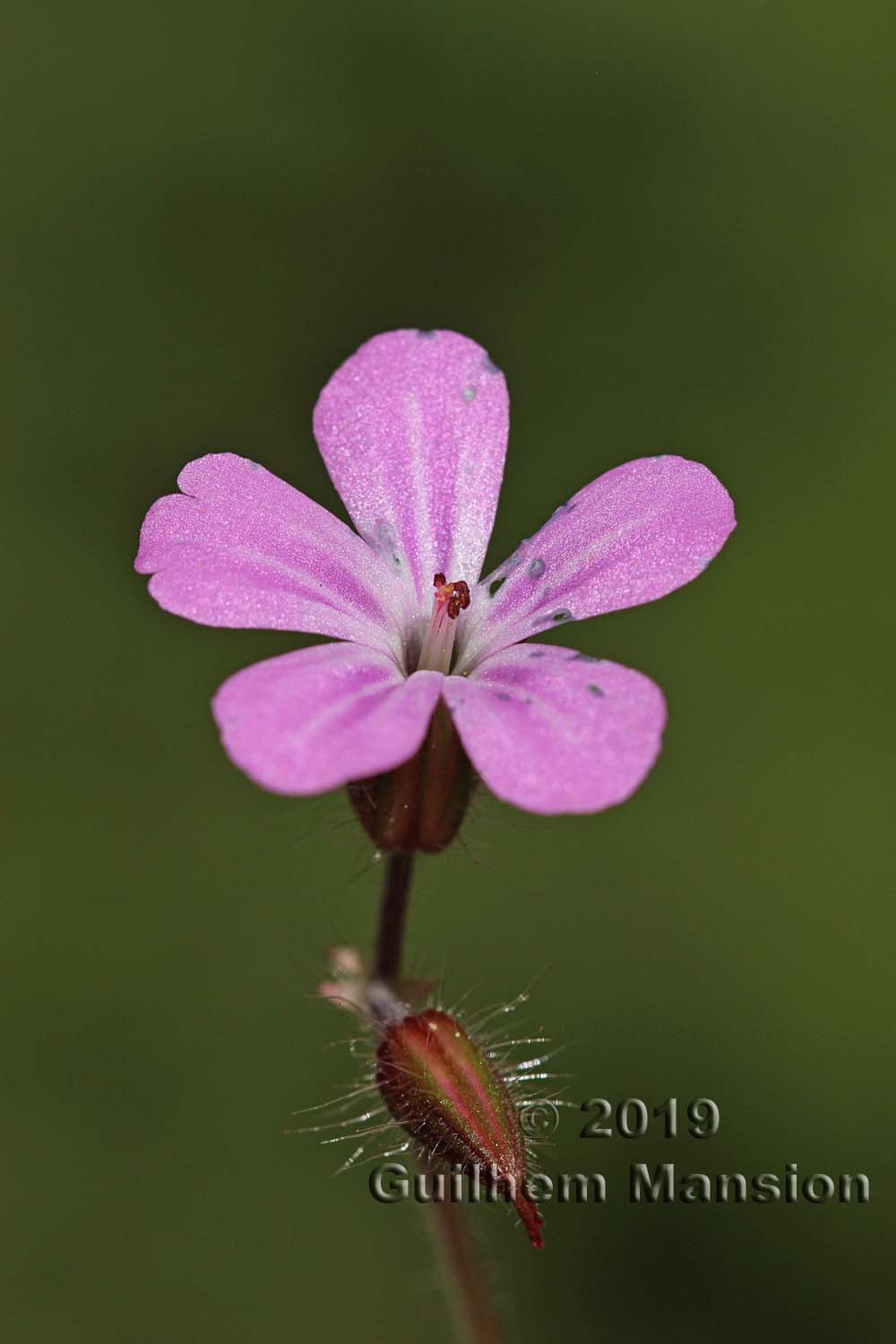 Geranium robertianum