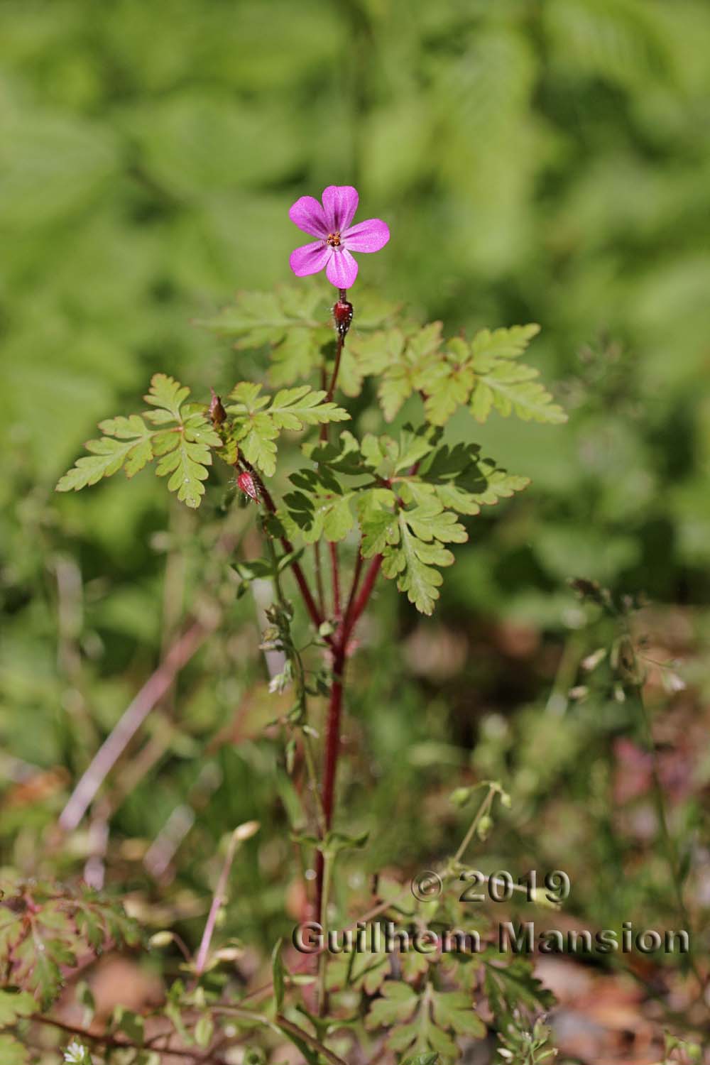 Geranium robertianum