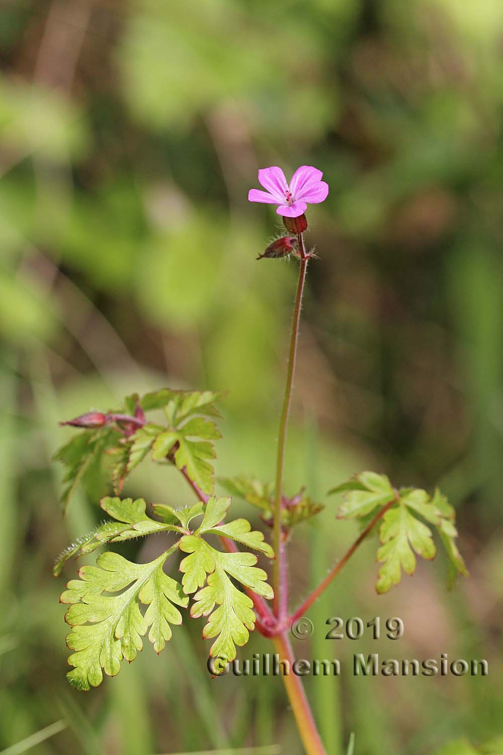 Geranium robertianum