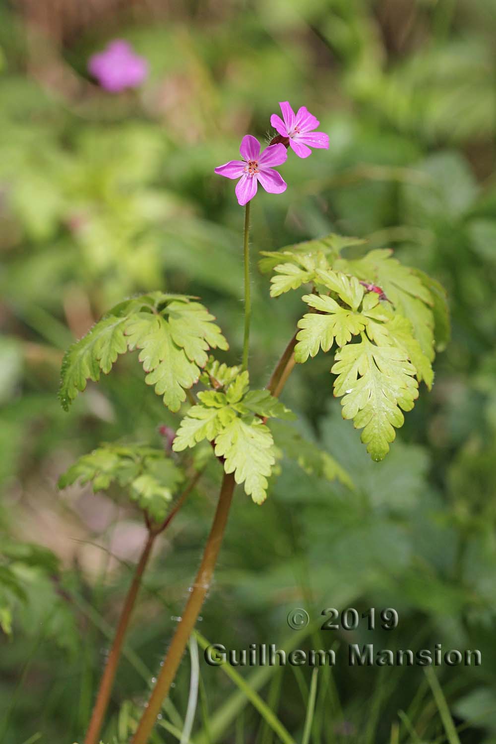 Geranium robertianum