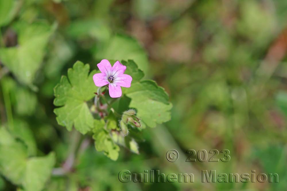 Geranium rotundifolium