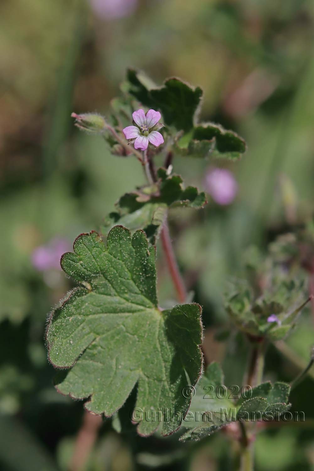 Geranium rotundifolium