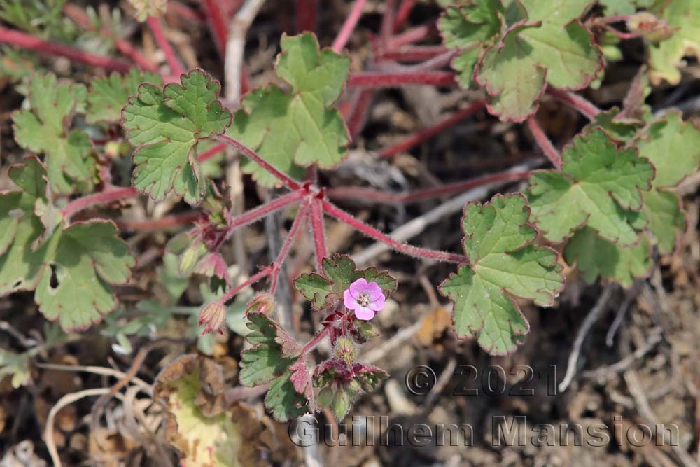 Geranium rotundifolium