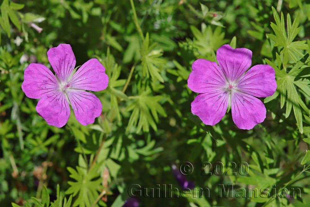 Geranium sanguineum