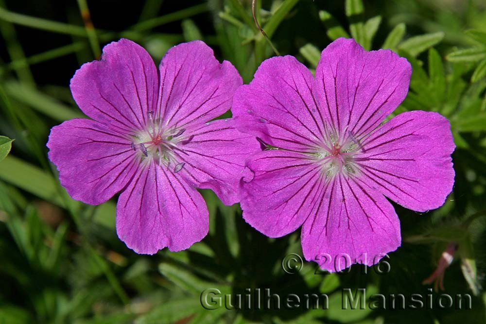 Famille -  Geraniaceae