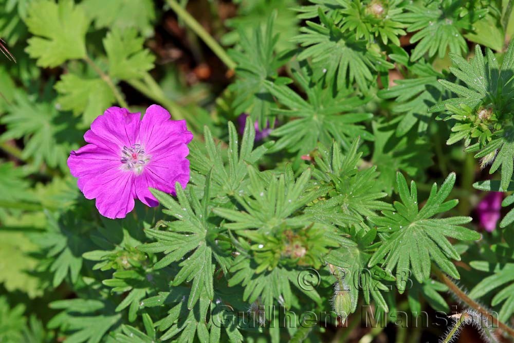 Geranium sanguineum