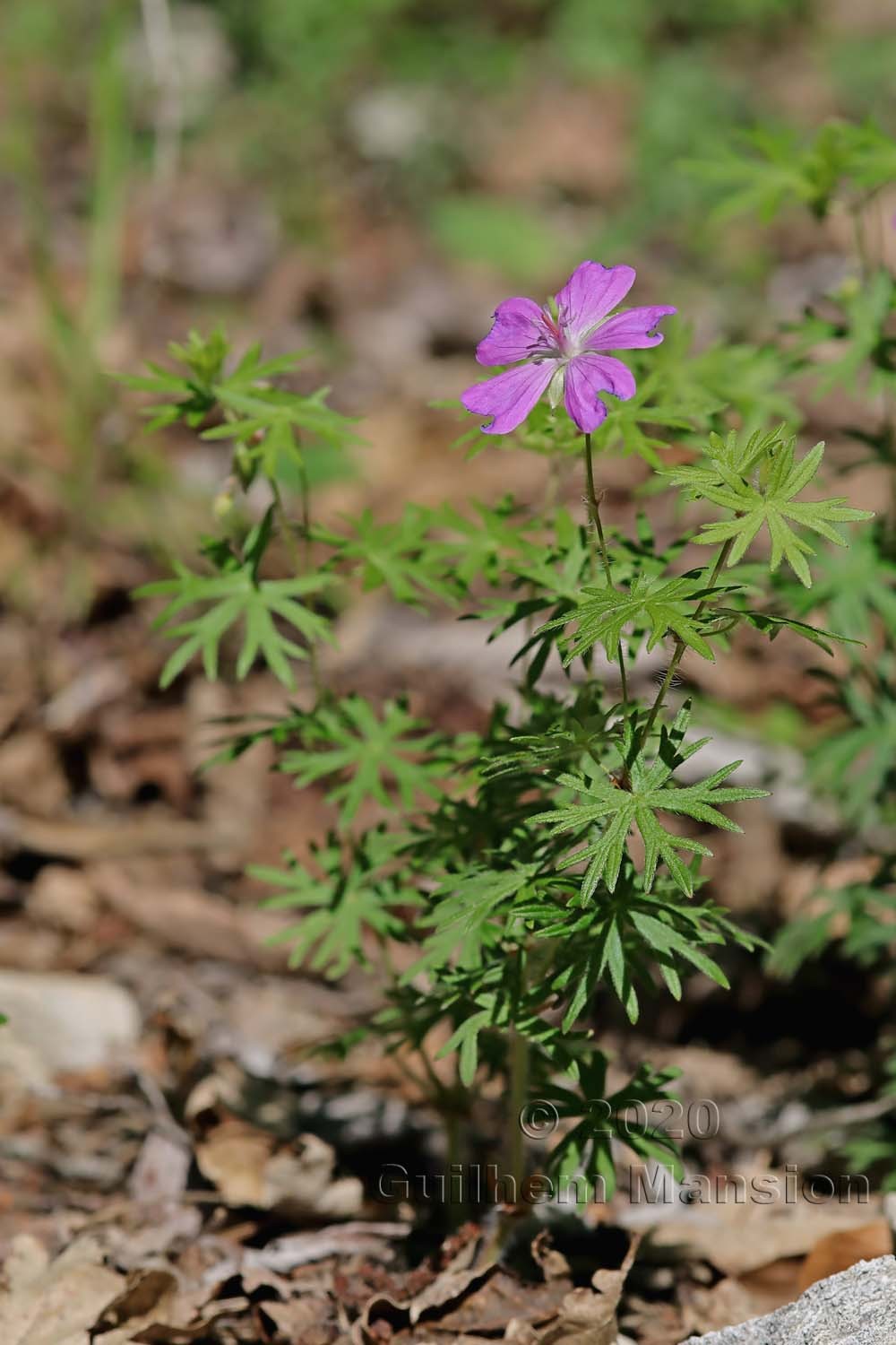 Geranium sanguineum