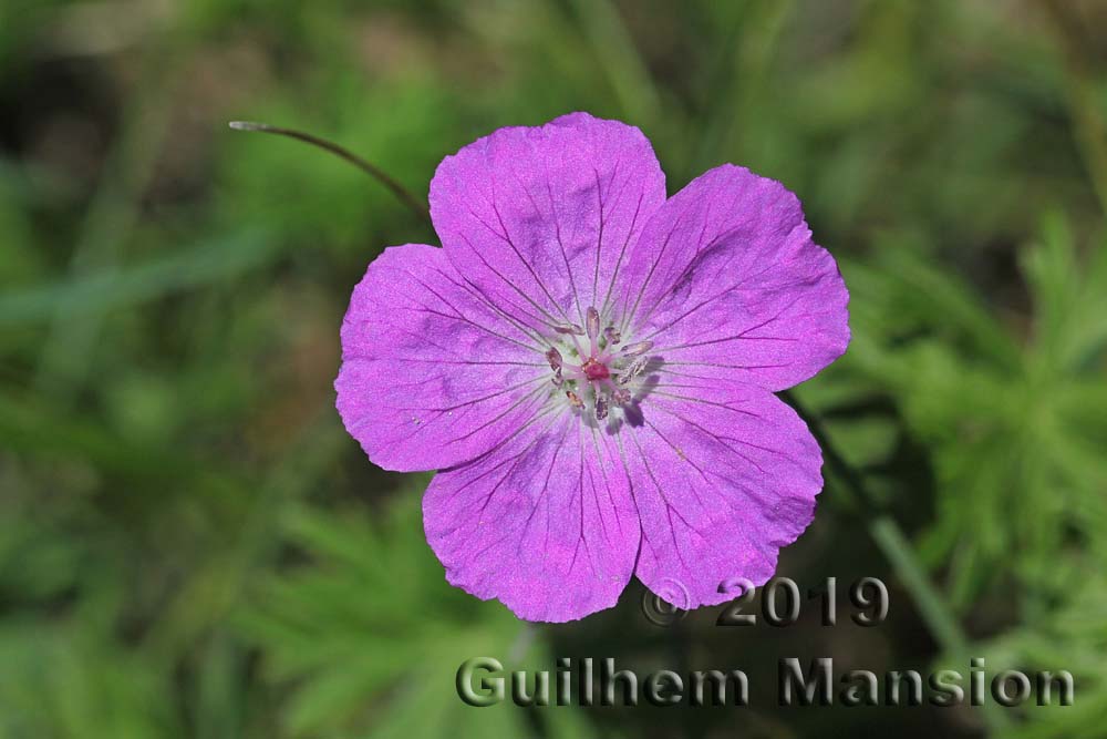 Geranium sanguineum