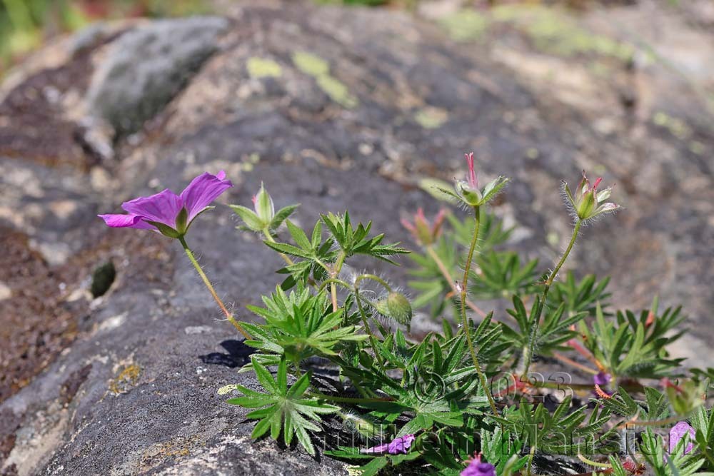 Geranium sanguineum