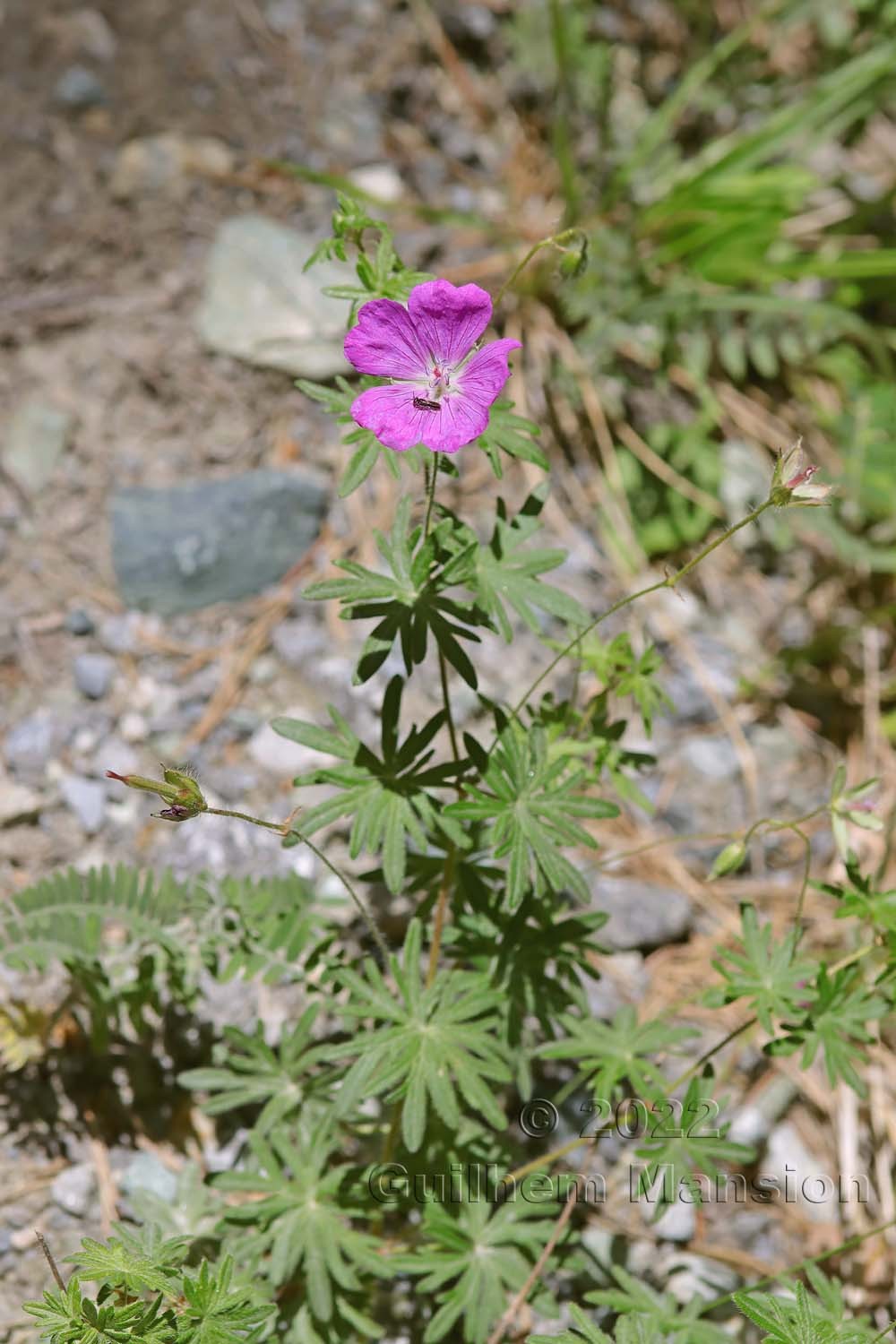 Geranium sanguineum