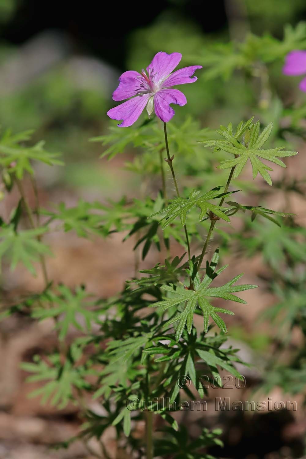 Geranium sanguineum