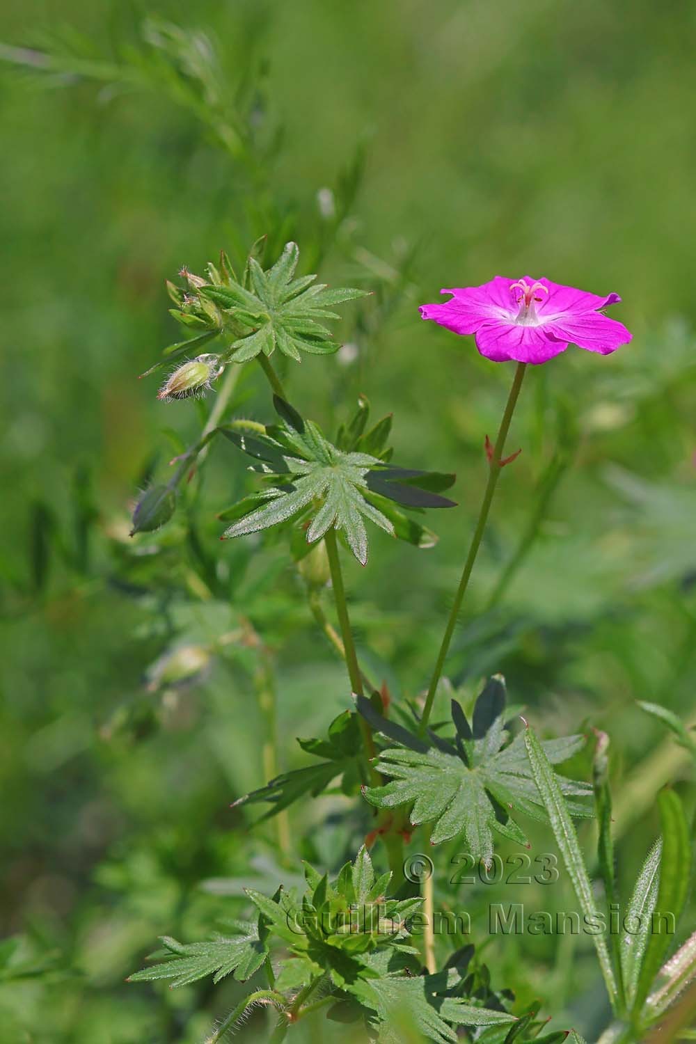 Geranium sanguineum