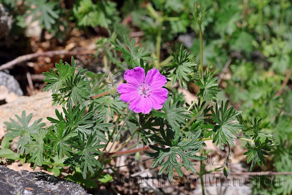 Geranium sanguineum