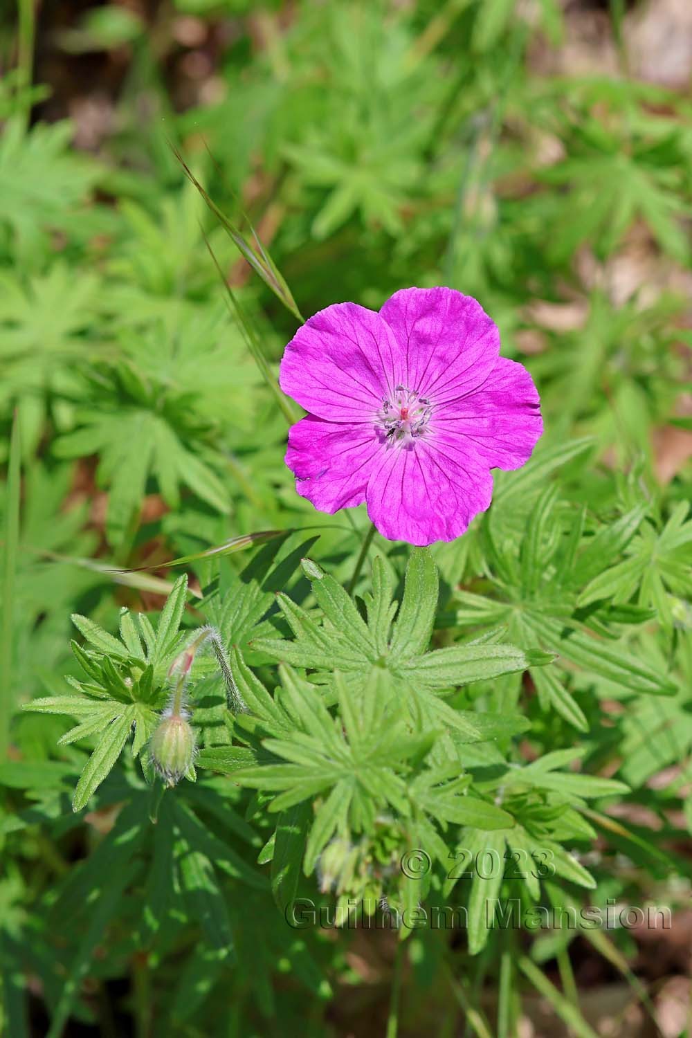 Geranium sanguineum