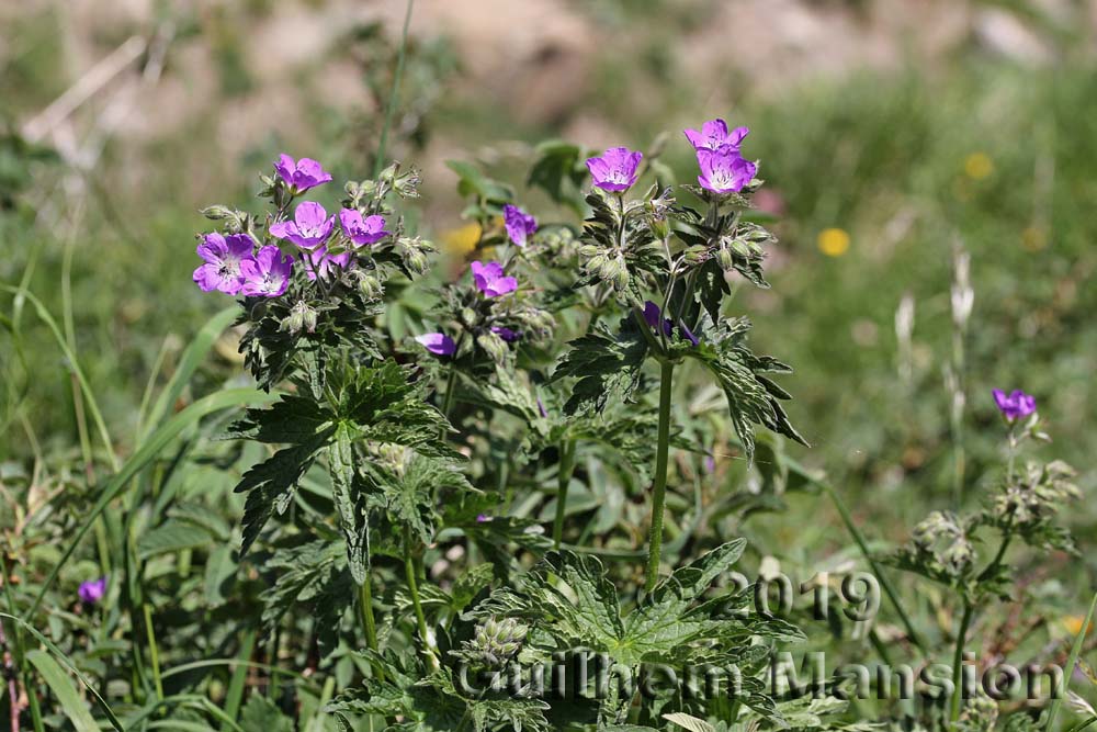 Geranium sylvaticum