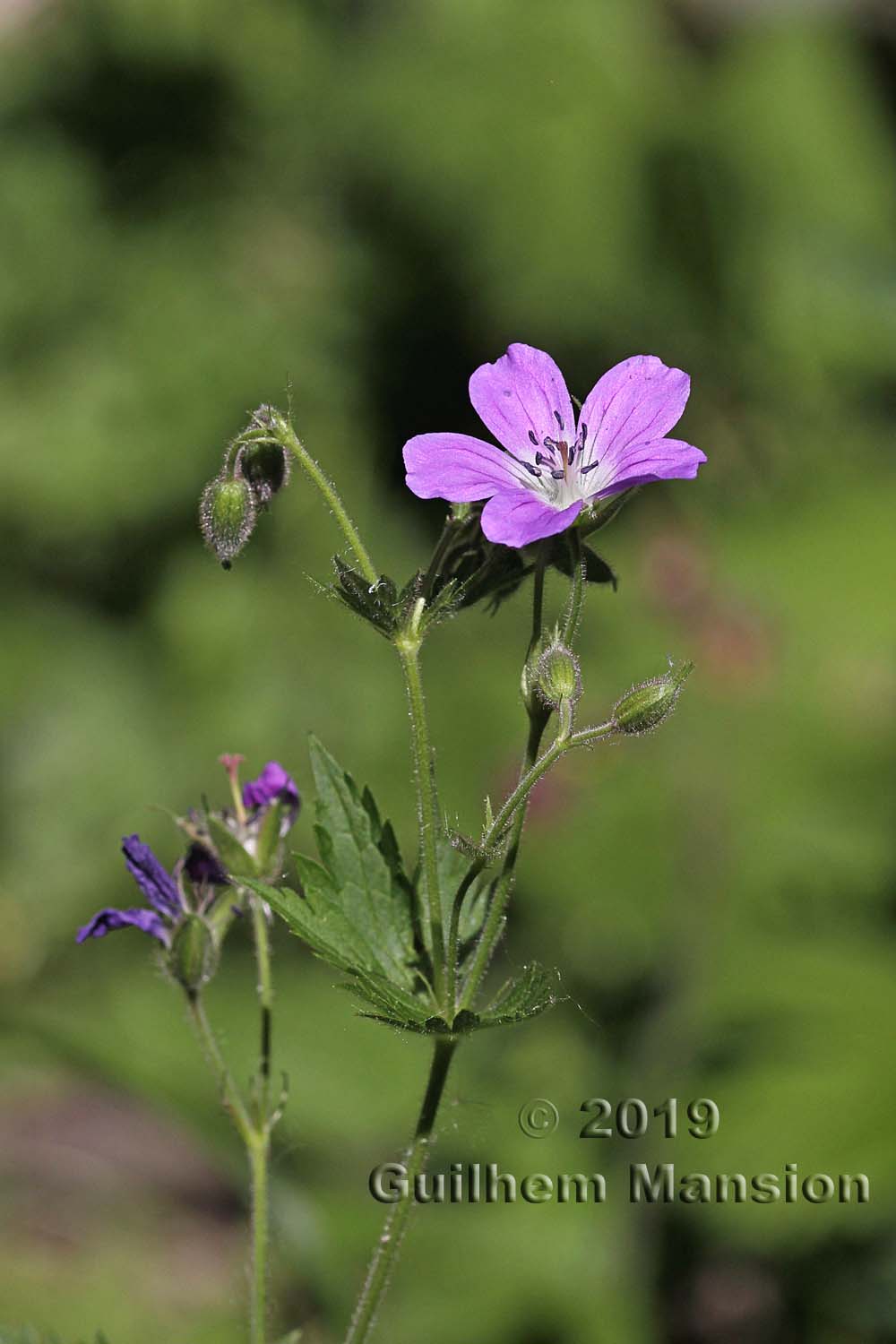 Geranium sylvaticum