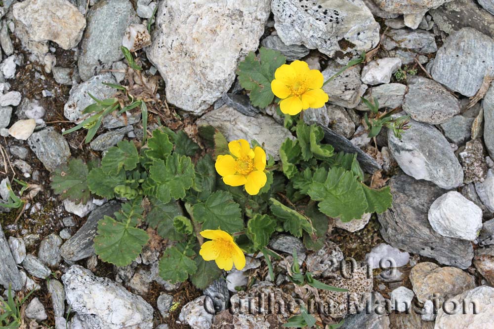 Geum montanum